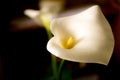 Flowers of white calla (Zantedeschia) on a dark background