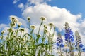 Flowers of a white chamomile,blue delphinium flowering in a gar