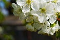 Flowers of white cherry in spring.