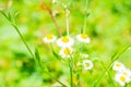 Flowers in White Clay Creek Royalty Free Stock Photo