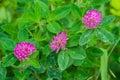 Flowers in White Clay Creek Royalty Free Stock Photo