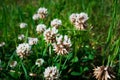 Flowers of white clower Trifolium repens in a lawn Royalty Free Stock Photo