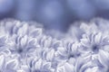 Flowers are white dahlias on a blue bokeh background. Flower composition.