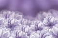 Flowers are white dahlias on a purple background. Flower composition. Royalty Free Stock Photo