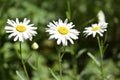 Flowers of white daisies close up in summer Royalty Free Stock Photo