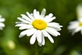 Flowers of white daisies close up in summer Royalty Free Stock Photo