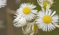 Flowers of white daisies close up Royalty Free Stock Photo