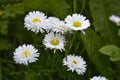 Flowers of white daisy on a green grass background. Summer blooming meadow. Royalty Free Stock Photo