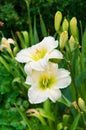 Flowers of white daylily in the summer garden. Vertical photo Royalty Free Stock Photo