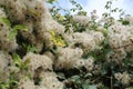 Flowers are white fluffed on a bush in large numbers Royalty Free Stock Photo