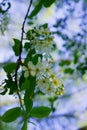 Flowers of white fragrant cherry in the early spring in the forest Royalty Free Stock Photo