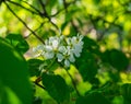 Flowers of white fragrant cherry in the early spring in the forest Royalty Free Stock Photo