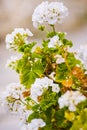 Flowers of white geranium Pelargonium. Gardening concept. Postcard. Article illustration. Royalty Free Stock Photo