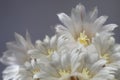 Flowers white-gray on blurry gray-blue background. The petals shine in the sun. Close-up. floral collage. flower composition.