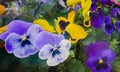 Flowers, white, green, violet, lilac, yellow, black, viol