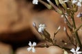 White Kalanchoe Kalanchoe marmorata