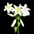 Flowers of white lilies on a black background