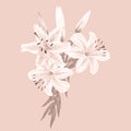 Flowers of white lilies on a pink background