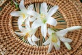 Flowers of a white lily close up. Royalty Free Stock Photo