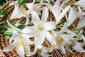 Flowers of a white lily close up. Royalty Free Stock Photo