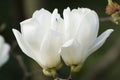 Flowers of white magnolia i