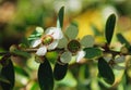 Flower of White manuka, New Zealand teatree Royalty Free Stock Photo