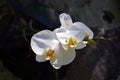 Flowers of a white orchid close-up in a rainforest