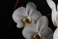 Flowers of a white orchid isolated on a black background Royalty Free Stock Photo