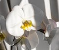 Flowers of white orchidFlowers of white orchid Royalty Free Stock Photo