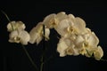 Flowers of white orchids on a black background Royalty Free Stock Photo