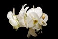 Flowers of white orchids on a black background Royalty Free Stock Photo