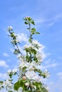 Flowers with white petals against the blue sky. Branch of blossoming apple tree. Spring Royalty Free Stock Photo