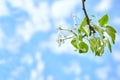 Flowers with white petals against the blue sky. Branch of blossoming pear tree. Spring Royalty Free Stock Photo