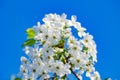 Flowers with white petals bloom on tree branch with green leaves against blue sky background, selective focus Royalty Free Stock Photo