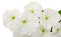 Flowers of white petunia isolated on a white background. Close-up