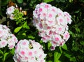 Flowers white phlox