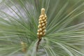 Flowers of a white pine Pinus strobus