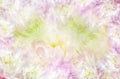 Flowers white-pink chrysanthemum. Floral spring  background. Petals chrysanthemums.  Close-up. Royalty Free Stock Photo