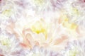 Flowers white-pink chrysanthemum. Floral spring  background. Petals chrysanthemums.  Close-up. Royalty Free Stock Photo