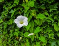 Flowers white pink convolvulus on the edge of the forest Royalty Free Stock Photo