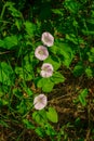 Flowers white pink convolvulus on the edge of the forest Royalty Free Stock Photo