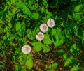 Flowers white pink convolvulus on the edge of the forest Royalty Free Stock Photo