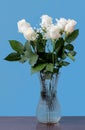 White roses with green leaves in a glass vase with water Royalty Free Stock Photo