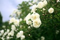 Flowers of white roses, soft effect