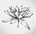 Flowers white water lily hand drawing Royalty Free Stock Photo