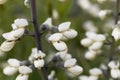 Flowers of a white wild indigo, Baptisia alba