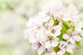 Flowers of wild apple