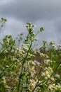 Flowers of wild chamomile or white-melkolepestnik in field against cloudy sky, selective focus. Summer floral scene with Erigeron Royalty Free Stock Photo