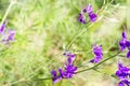 Flowers of a wild delphinium on a green blurred background.