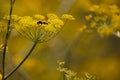 flowers of wild dry dill in autumn on a yellow blurred background Royalty Free Stock Photo
